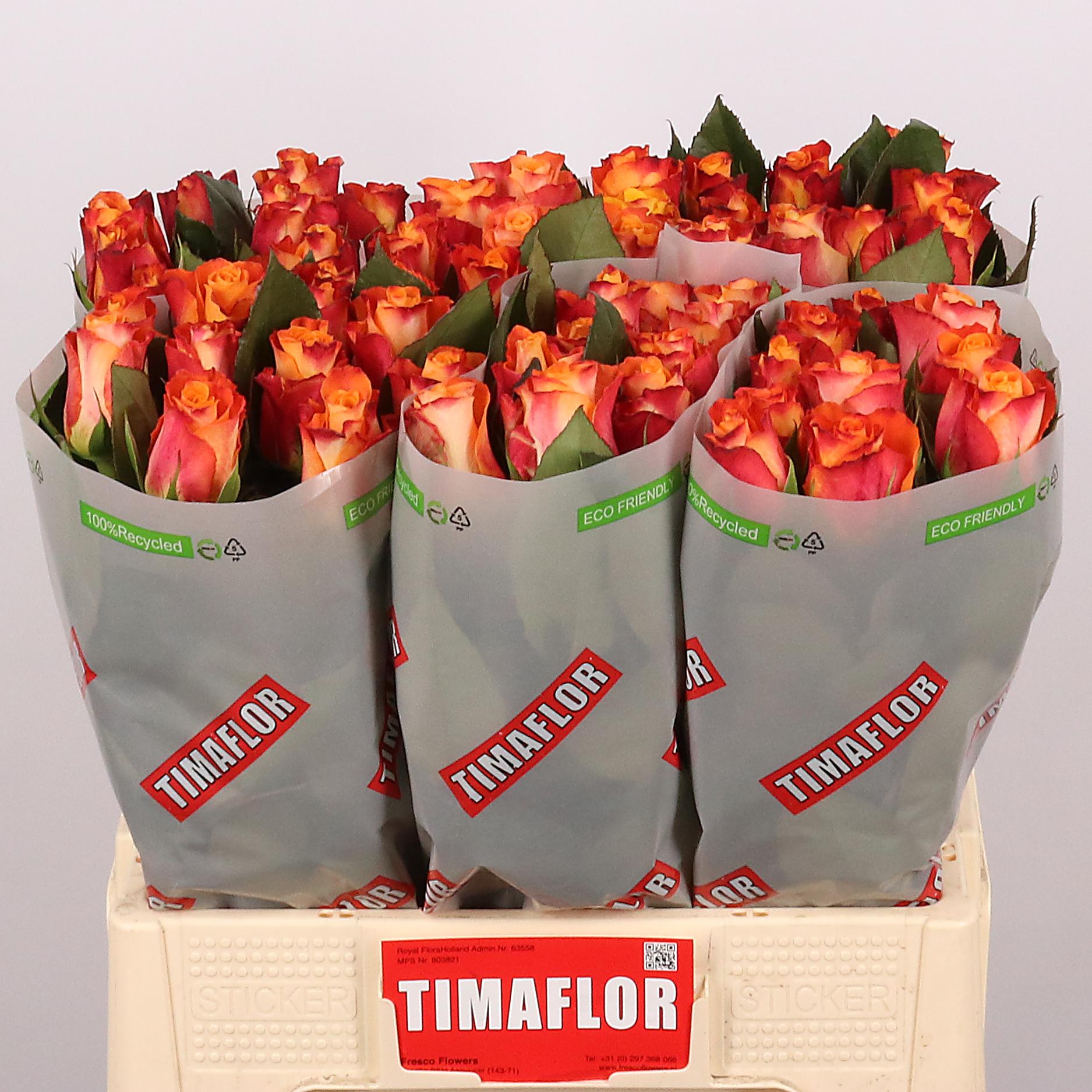 Timaflor_Mariyo_60cm